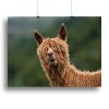 The Muppet Show Canvas Print or Poster