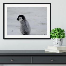 Lone Penguin Chick Framed Print (Color: Natural/No White Edging, size: 48" x 32" / 120cm x 80cm (approx))