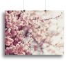 Spring Cherry blossoms Canvas Print or Poster