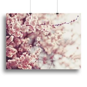 Spring Cherry blossoms Canvas Print or Poster (Type: Standard Framed Canvas Print, size: 24" x 16" / 60cm x 40cm (approx))