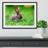 Little rabbit on green grass Framed Print