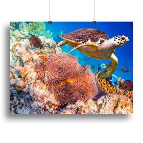 Hawksbill Turtle Canvas Print or Poster (Type: Standard Framed Canvas Print, size: 28" x 20" / 70cm x 50cm (approx))