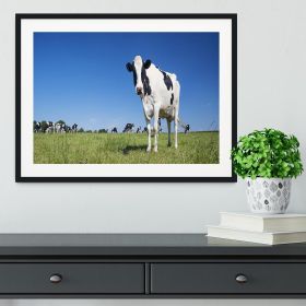 Panoramic view of black and white cow Framed Print (Color: Black/With White Edging, size: 24" x 16" / 60cm x 40cm (approx))