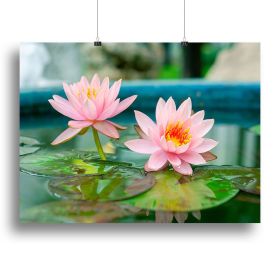 Pink Lotus or water lily in pond Canvas Print or Poster (Type: Standard Framed Canvas Print, size: 40" x 26" / 100cm x 65cm (approx))
