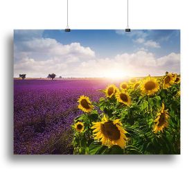Lavender and sunflowers fields Canvas Print or Poster (Type: Poster Print, size: 32" x 24" / 80cm x 60cm (approx))