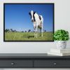 Panoramic view of black and white cow Framed Print