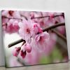 Broken blooming cherry branch Canvas Print or Poster