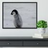 Lone Penguin Chick Framed Print