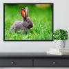 Little rabbit on green grass Framed Print